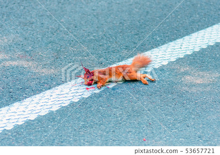Adult squirrel hit by car on highway in forest. Adult squirrel hit by car on highway in forest. 53657721