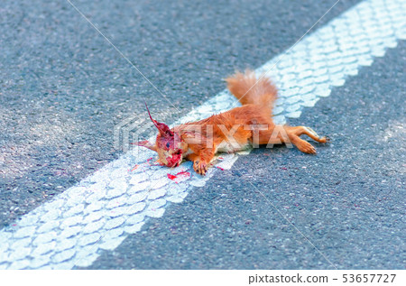 Adult squirrel hit by car on highway in forest. Adult squirrel hit by car on highway in forest. 53657727