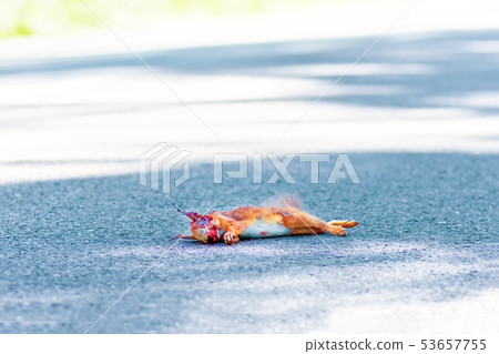 Adult squirrel hit by car on highway in forest. Adult squirrel hit by car on highway in forest. 53657755