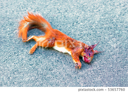 Adult squirrel hit by car on highway in forest. Adult squirrel hit by car on highway in forest. 53657760