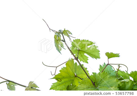 green leaves of grape isolated on white background green leaves of grape isolated on white background 53657798