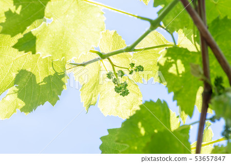 green leaves of grapes on a background of blue sky green leaves of grapes on a background of blue sky 53657847