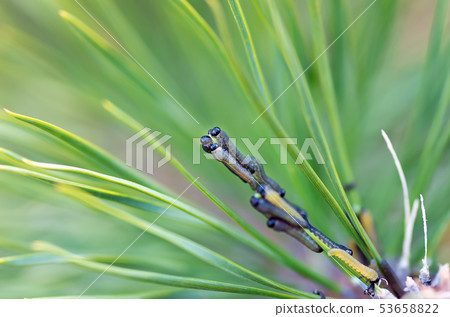 Bunch of caterpillars is in a coniferous tree. Bunch of caterpillars is in a coniferous tree. 53658822