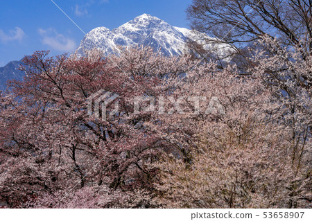 山梨縣北斗市Hoso-ji Temple的櫻花和Kaitai Komagatake 山梨縣北斗市Hoso-ji Temple的櫻花和Kaitai Komagatake 53658907