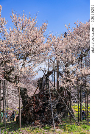 Yamato Kamijinzakura Jitsuji Temple山梨縣北斗市 53659295
