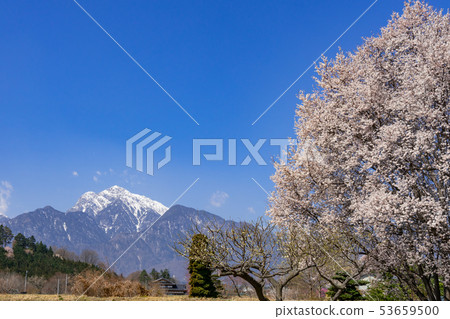Edhiganzakura and Kaikomagatake Hokuto City, Yamanashi Prefecture Edhiganzakura and Kaikomagatake Hokuto City, Yamanashi Prefecture 53659500
