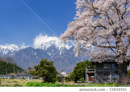山梨縣Edhiganzakura和Kaikomagatake Hokuto City 山梨縣Edhiganzakura和Kaikomagatake Hokuto City 53659501