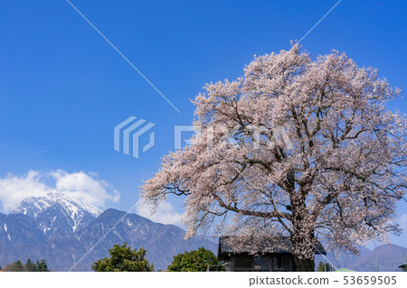Edhiganzakura and Kaikomagatake Hokuto City, Yamanashi Prefecture Edhiganzakura and Kaikomagatake Hokuto City, Yamanashi Prefecture 53659505