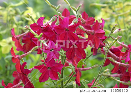 Nicotiana Nicotiana 53659530