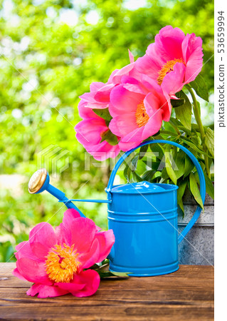 Peonies in spring Peonies in spring 53659994
