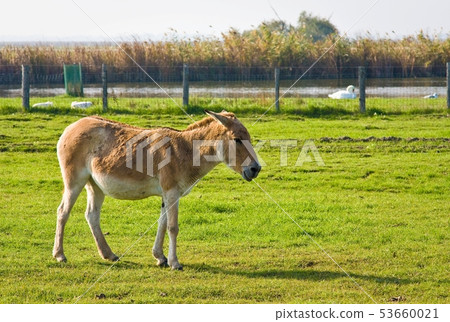 Donkey on meadow 53660021