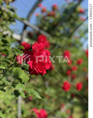 rose rose 53660127