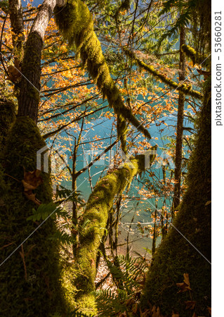 Detail of the green moss growing in the trunk of the Trees in Norh Cascades next to the water of Detail of the green moss growing in the trunk of the Trees in Norh Cascades next to the water of 53660281