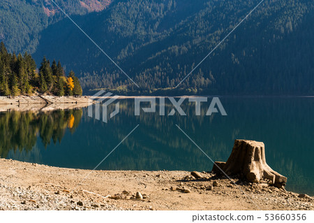 Tree stump on the dry shore of Baker Lake in North Cascades 53660356