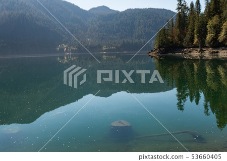 Tree stumps submerged in the clear water of Baker Lake in North Cascades 53660405