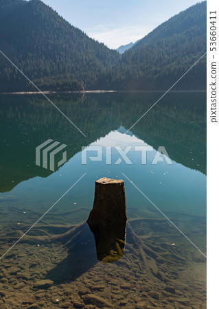 Tree stumps partially submerged in the clear water of Baker Lake in North Cascades Tree stumps partially submerged in the clear water of Baker Lake in North Cascades 53660411
