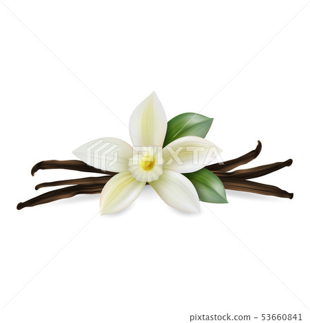 Vector 3d Realistic Composition with Sweet Scented Fresh Vanilla Flower with Dried Seed Pods and Vector 3d Realistic Composition with Sweet Scented Fresh Vanilla Flower with Dried Seed Pods and 53660841
