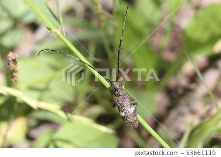 Lady Beetle Kamikiri Lady Beetle Kamikiri 53661110