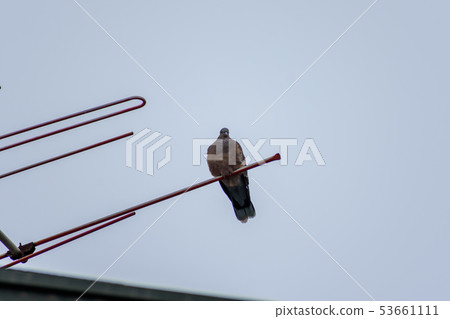 Turtledove  53661111