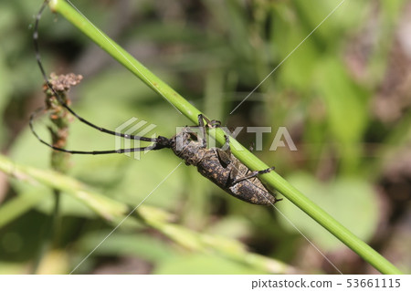 Lady Beetle Kamikiri Lady Beetle Kamikiri 53661115