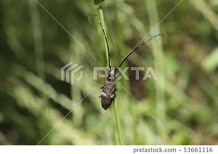 Lady Beetle Kamikiri 53661116