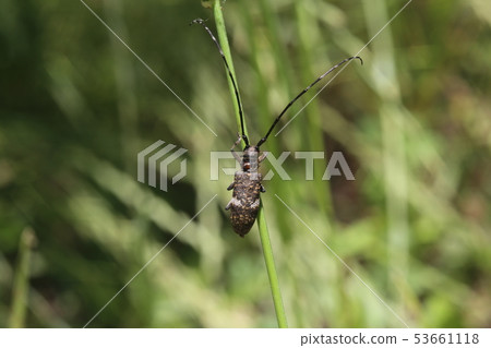 Lady Beetle Kamikiri 53661118