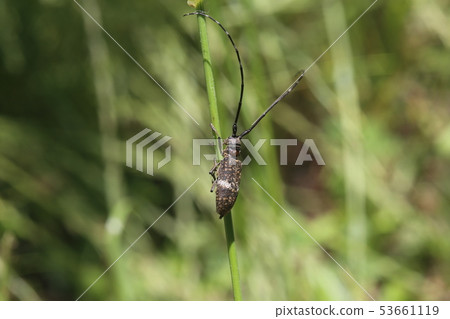 Lady Beetle Kamikiri 53661119