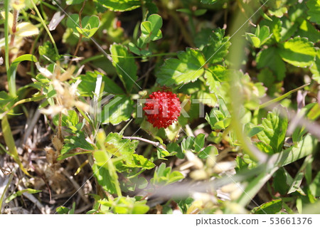 蛇草莓 53661376