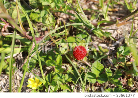 snake strawberry snake strawberry 53661377