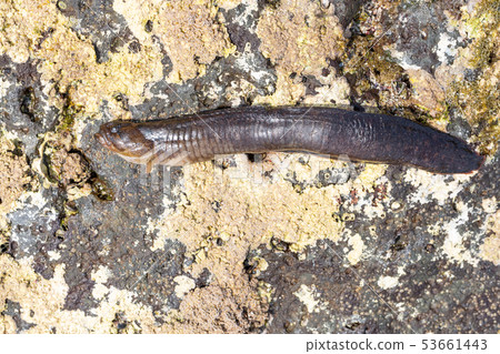 Gimpo Gimpo 53661443