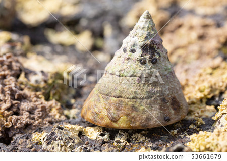 Gintaka Hama Gintaka Hama 53661679