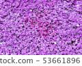 Moss phlox  53661896