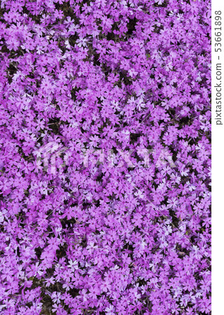 Moss phlox  53661898