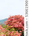 Azalea of Takashimayama 53661900