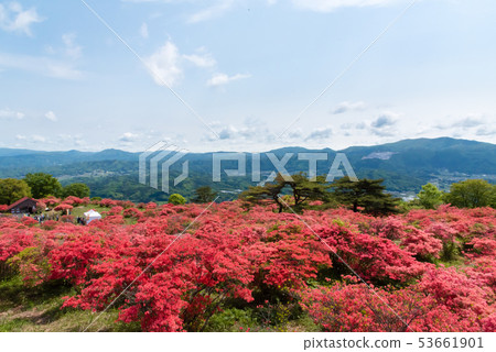 Azalea of Takashimayama 53661901