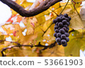 Grape  53661903