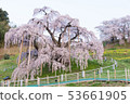 Miharu Taki Sakura 53661905