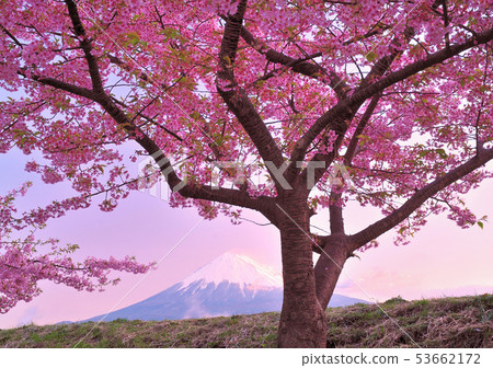 Mt. Fuji with cherry blossoms and morning sun-222107 53662172