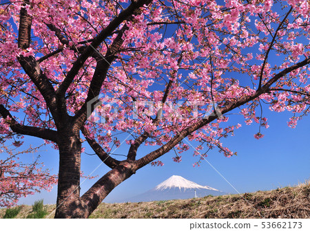 Cherry blossoms and Mt. Fuji of Juni Riverbank-222108 53662173