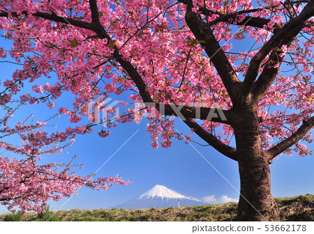 Cherry blossoms and Mt. Fuji of Juni riverbank-222121 Cherry blossoms and Mt. Fuji of Juni riverbank-222121 53662178