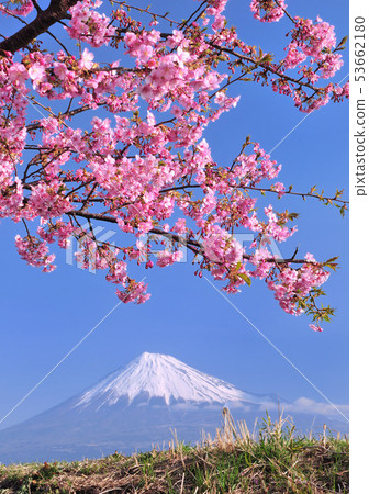 Cherry blossoms and Mt. Fuji of Juni Riverbank-222133 Cherry blossoms and Mt. Fuji of Juni Riverbank-222133 53662180