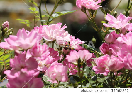 蜜蜂和迷你玫瑰 蜜蜂和迷你玫瑰 53662292