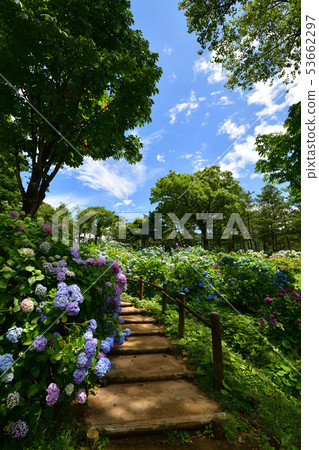 Maizuru自然文化花園的繡球花園 Maizuru自然文化花園的繡球花園 53662297