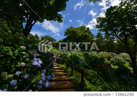 Hydrangea garden of the Maizuru natural cultural garden Hydrangea garden of the Maizuru natural cultural garden 53662298
