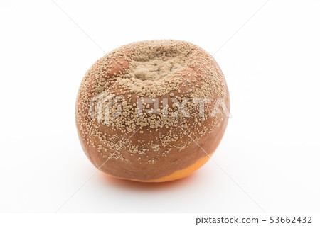 Apricot fever disease Apricot (Apricot) infected with Moni linia fructicola Apricot fever disease Apricot (Apricot) infected with Moni linia fructicola 53662432