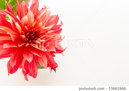 紅色大麗花 53662906