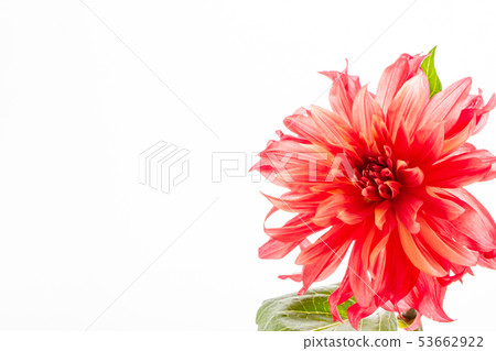 紅色大麗花 53662922