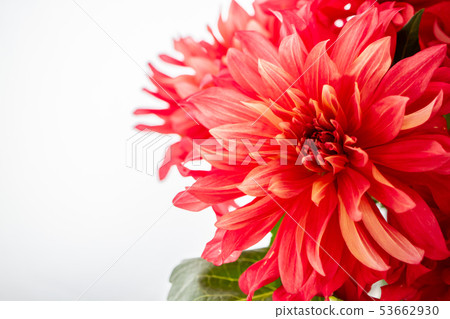 Red dahlia Red dahlia 53662930