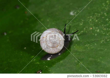 Creatures Conch Okinawa Yamaxago, 5 mm shell diameter. There is a lid like a mountain snail and a pair of antennae. 53663082