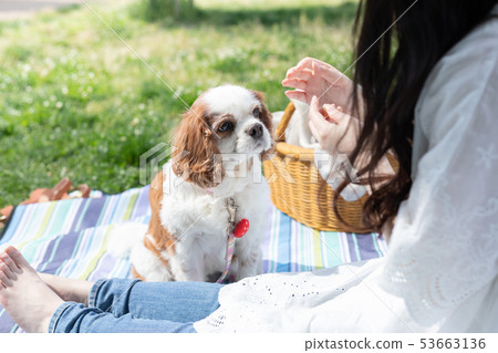 少婦野餐寵物 少婦野餐寵物 53663136